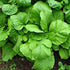4000+ Florida Broadleaf Mustard Seeds for Planting Vegetable Seeds for Green Leaf Non-GMO Heirloom Garden Seed Small
