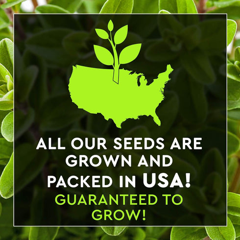 12 Pack Italian Herb Seeds - Heirloom and Non GMO, Grown in USA - Indoor or Outdoor Garden - Four Basil Varieties