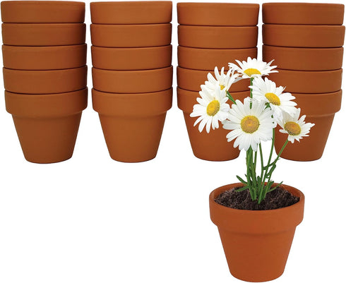 5cm Pack (20 Count), 20 BUZZY Daisy Seeds & Genuine Terracotta Mini Pot Bulk Includes Each of pots, Soil pellets