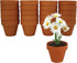 5cm Pack (20 Count), 20 BUZZY Daisy Seeds & Genuine Terracotta Mini Pot Bulk Includes Each of pots, Soil pellets