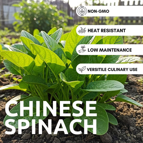 500+ Green Chinese Spinach Seeds for Planting Seeds Fast-Growing, Nutritious Leaves for Salads, Cooking, and Stir-Fries