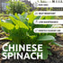 500+ Green Chinese Spinach Seeds for Planting Seeds Fast-Growing, Nutritious Leaves for Salads, Cooking, and Stir-Fries