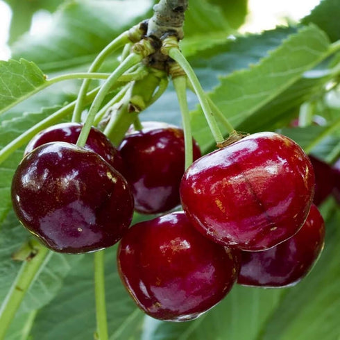 40PCS 10PCS 10 Mixed Fruit Seeds for Planting - Lemon Orange Apple Passion Fruit Blueberry PCS Cherry - Non GMO Fresh