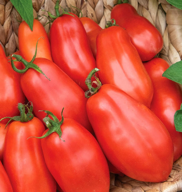 Burpee 'San Marzano' Heirloom, Paste Tomato, 75 Non-GMO Seeds