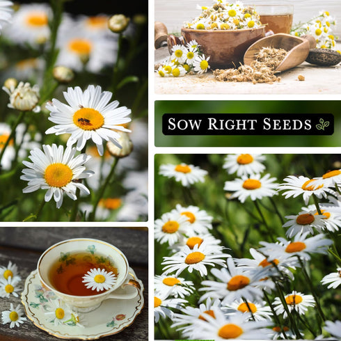 Packet (1) Sow Right Seeds - German Chamomile Seeds for Planting - Non-GMO Heirloom with Instructions to Grow Herbal