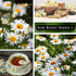 Packet (1) Sow Right Seeds - German Chamomile Seeds for Planting - Non-GMO Heirloom with Instructions to Grow Herbal
