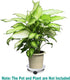 Rolling Plant Caddy with Wheels - White Flower Pot Dolly
