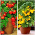 VAACNEE 100 MOCCUROD Seeds Indoor Cherry Tomato Dwarf Red and Yellow Tomato Rare Vegetable Heirloom Seeds