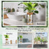 12 Packs Baderke Propagation Vases for Plants Plastic Plant Propagation with Hole Lid and Bamboo Stand Growing in Water