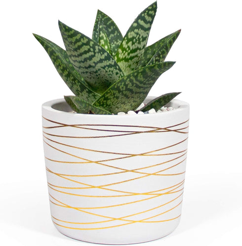 Willowy 6 Inch Ceramic Pot, Matte White with Gold Stripes, Drainage Plug Included