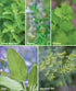 10 Packets Pack, Burpee Culinary Classics Garden Collection of Non-GMO Chives, Cilantro, Basil, Sage, Thyme, Dill