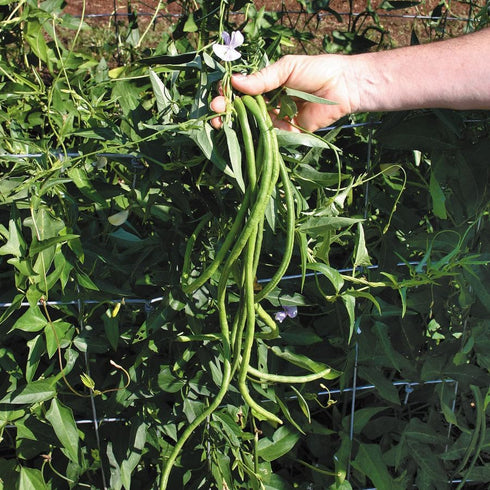 5 30+ Count 2026 TomorrowSeeds - Colors Mix Yard Long Bean Seeds - - for Planting Purple Green Red Pink White Rainbow