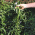 5 30+ Count 2026 TomorrowSeeds - Colors Mix Yard Long Bean Seeds - - for Planting Purple Green Red Pink White Rainbow