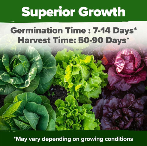 11,500+ 10 HOME GROWN Heirloom Lettuce Seeds - Varieties Including Romaine, Buttercrunch, Iceberg, Kale & Spinach