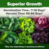 11,500+ 10 HOME GROWN Heirloom Lettuce Seeds - Varieties Including Romaine, Buttercrunch, Iceberg, Kale & Spinach