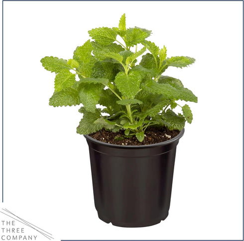(4 Pack) 6" 3" 1 Live Aromatic and Edible Herbs - Assorted Varieties Per - Lemon Verbena, Eucalyptus, Mint, Lavender