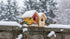 2pc DIY Birdhouse Kit, Cedar Wood Bird House Kits Bulk for Adults, Art Craft Outdoor Birdhouse, Solid Wood Weather