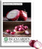 Red Shortday Burgundy Onion Seeds 300+ Heirloom Non-GMO Seeds by Islas Garden