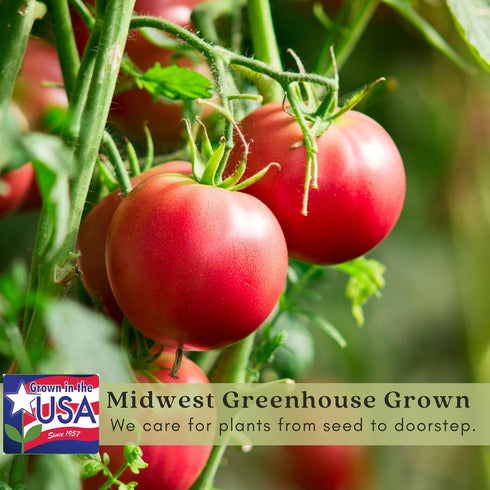 (2) 4" 8" 4" Inch Clovers Garden Beefsteak Tomato Plants Two Live Plants Non GMO - Not Seeds - Each to Tall in Pots