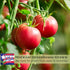 (2) 4" 8" 4" Inch Clovers Garden Beefsteak Tomato Plants Two Live Plants Non GMO - Not Seeds - Each to Tall in Pots