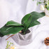 Miracliy Phalaenopsis Orchid Leaves - Fake Leaves Real Latex Touch Plants for Arrangement