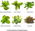 6-Pod AeroGarden Mixed Romaine Lettuce Seed pod Kit