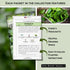 Sow Right Seeds - Large Greens Seed Collection for Planting - Spinach, Arugula, Kale, Lettuce, Tat SOI, Pak Choi