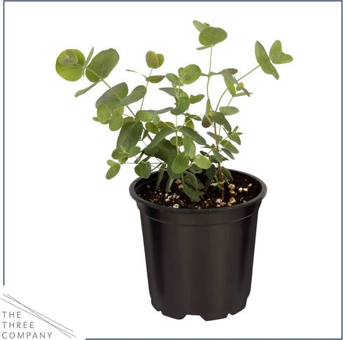 (4 Pack) 6" 3" 1 Live Aromatic and Edible Herbs - Assorted Varieties Per - Lemon Verbena, Eucalyptus, Mint, Lavender