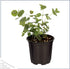 (4 Pack) 6" 3" 1 Live Aromatic and Edible Herbs - Assorted Varieties Per - Lemon Verbena, Eucalyptus, Mint, Lavender