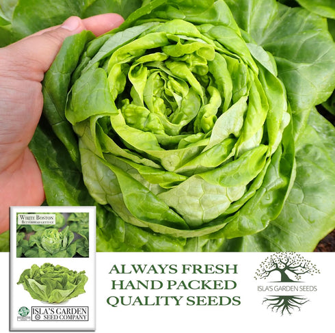 1000+ White Boston Butterhead Lettuce Seeds (Lactuca Sativa) Heirloom Non-GMO Seeds by Islas Garden Seeds, Tender