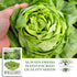 1000+ White Boston Butterhead Lettuce Seeds (Lactuca Sativa) Heirloom Non-GMO Seeds by Islas Garden Seeds, Tender
