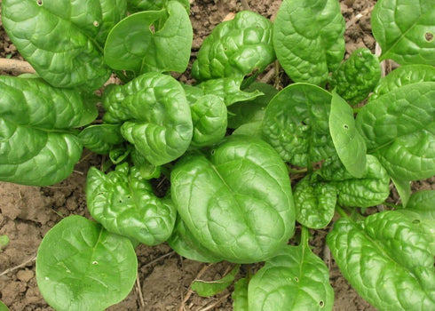 SeedsUA 300 Year-Round Giant Spinach Seeds Green Heirloom Vegetable for Planting Non GMO Seeds