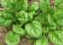 SeedsUA 300 Year-Round Giant Spinach Seeds Green Heirloom Vegetable for Planting Non GMO Seeds