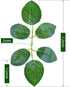 Meiliy 60pcs Bulk Artificial Greenery Rose Leaves for DIY Wedding Bouquets, Centerpieces, Party Decorations, Rose Vine