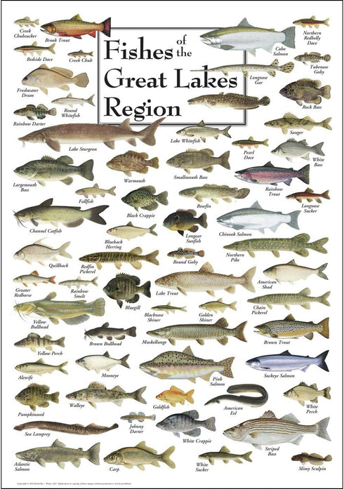 Earth Sky + Water Fishes of the Great Lakes Region Poster