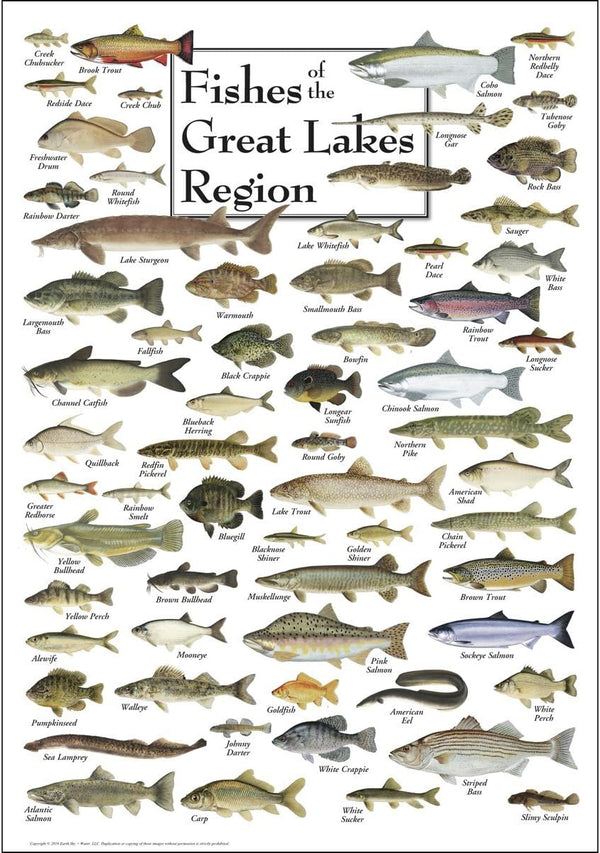 Earth Sky + Water Fishes of the Great Lakes Region Poster