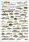 Earth Sky + Water Fishes of the Great Lakes Region Poster