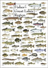Earth Sky + Water Fishes of the Great Lakes Region Poster