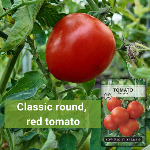 Packet (1) Sow Right Seeds - Rutgers Tomato Seeds for Planting - Non-GMO Heirloom with Instructions to Plant and Grow