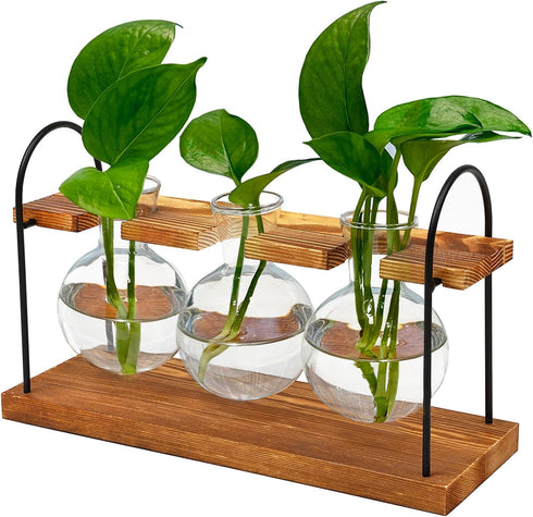 Wellinc Plant Terrarium with Wooden Stand, The Ultimate Gift for Plant Lovers, Propagation