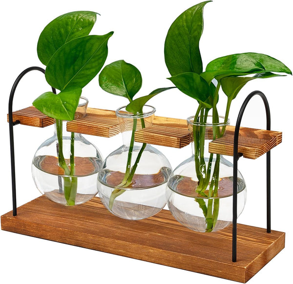 Wellinc Plant Terrarium with Wooden Stand, The Ultimate Gift for Plant Lovers, Propagation