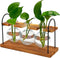 Wellinc Plant Terrarium with Wooden Stand, The Ultimate Gift for Plant Lovers, Propagation