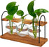Wellinc Plant Terrarium with Wooden Stand, The Ultimate Gift for Plant Lovers, Propagation
