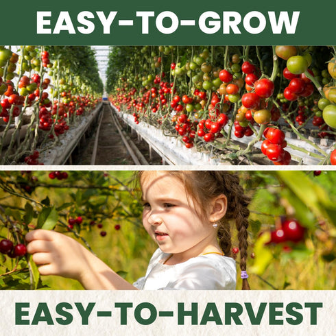 200 2026 600-Milligram Cherry Tomato Premium Seeds for Planting Sweet, Prolific, High-Yielding Heirloom for the Season