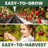 200 2026 600-Milligram Cherry Tomato Premium Seeds for Planting Sweet, Prolific, High-Yielding Heirloom for the Season