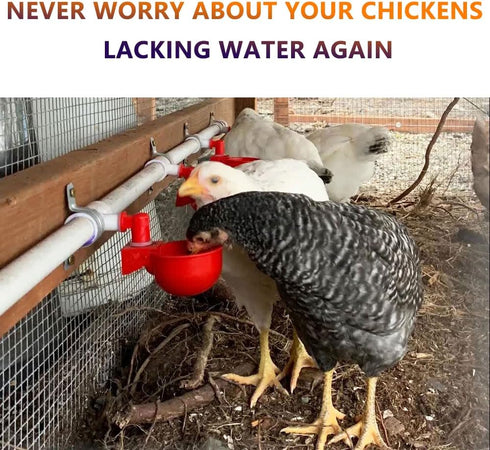 Set 1/2" Automatic Chicken Watering System with PVC Pipe (Real Complete Pipeline) - PVC Tee Fittings & Pipe & Garden