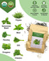(12-Pod) Gourmet Herbs Seed Pod Kit for AeroGarden, iDoo, Ahopegarden, MUFGA with Basil, Parsley, Thyme, Mint