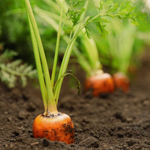 The Old Farmer's Almanac 2600 Heirloom Carrot Seeds (Tendersweet) - Approx Seeds - Non-GMO, Open Pollinated