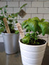 Gardinnovations 10-Pack Plantid Assorted Kitchen Herbs! Farmhouse Decor Outdoor Indoor Herb Garden Stakes, Plant