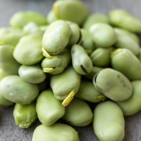 Seed Needs Lima Bean Seeds for Planting Henderson Lima Beans - Non-GMO Heirloom & Untreated Vegetable Seed to Plant a